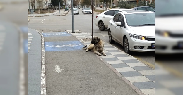 Başıboş köpekler panik yaratıyor