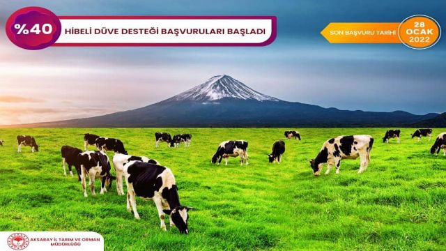 Yüzde 40 hibeli düve desteği başladı