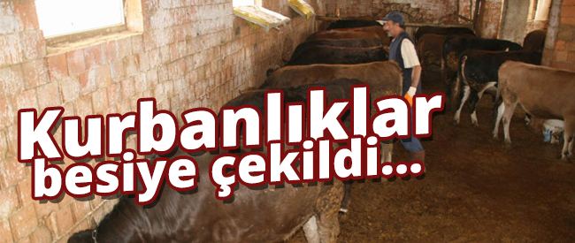 Kurbanlıklar Besiye Çekildi