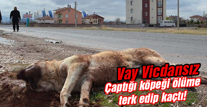 Çarptığı Köpeği ölüme terk edip kaçtı